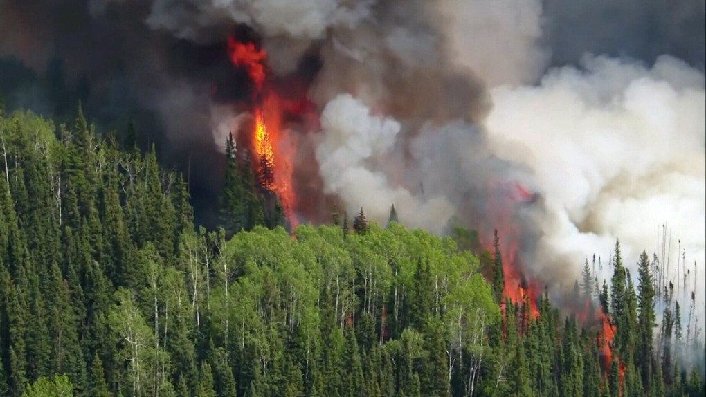 Wildfires burning in a forest