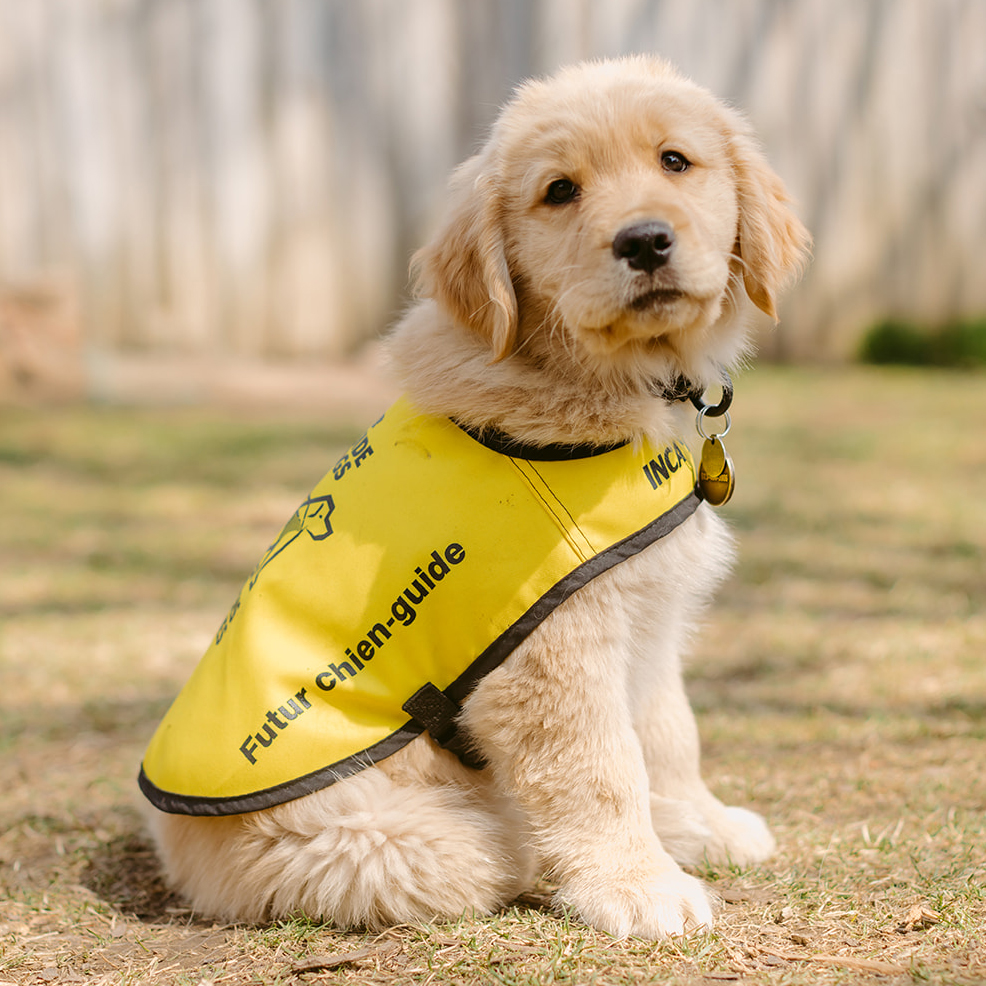 A guide dog puppy in a training vest