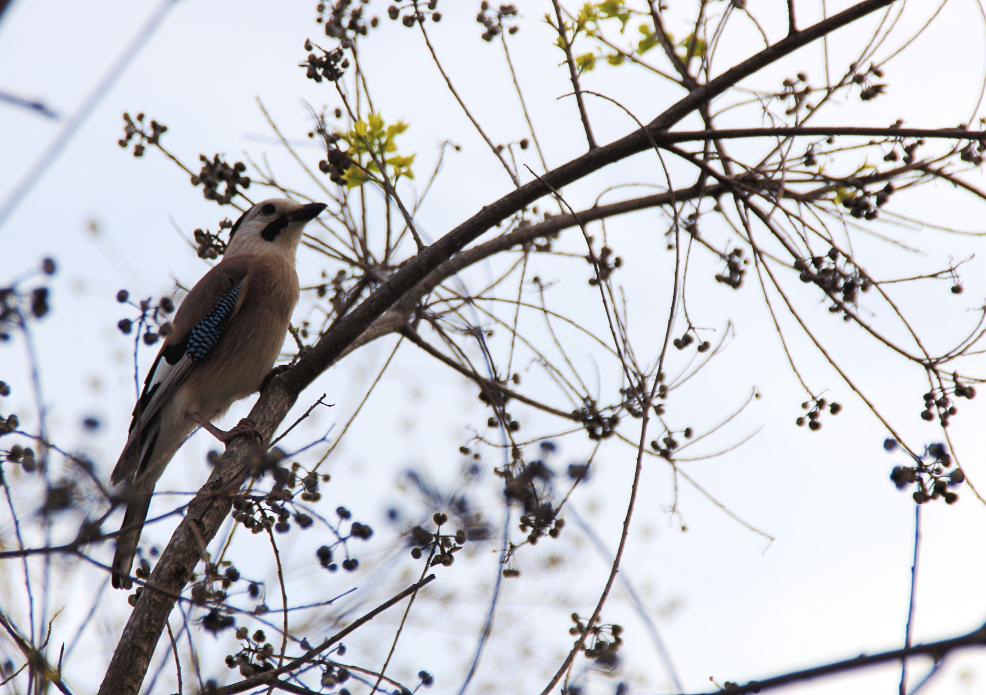A jay bird sits on a tree branch. 