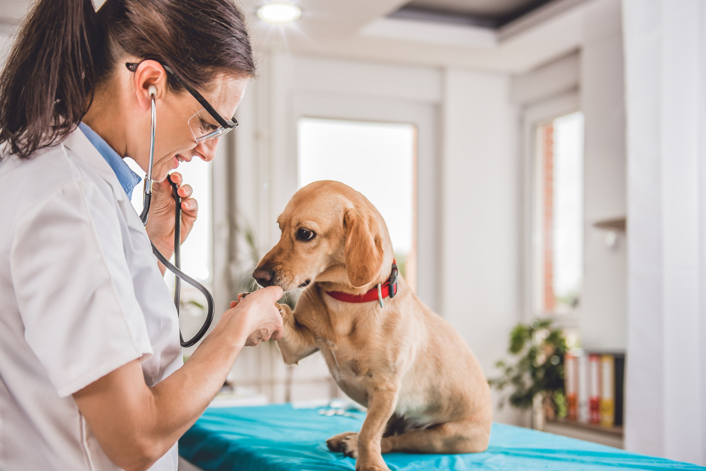 What Do Vet Visits Look Like During The Pandemic Accessible Media Inc 