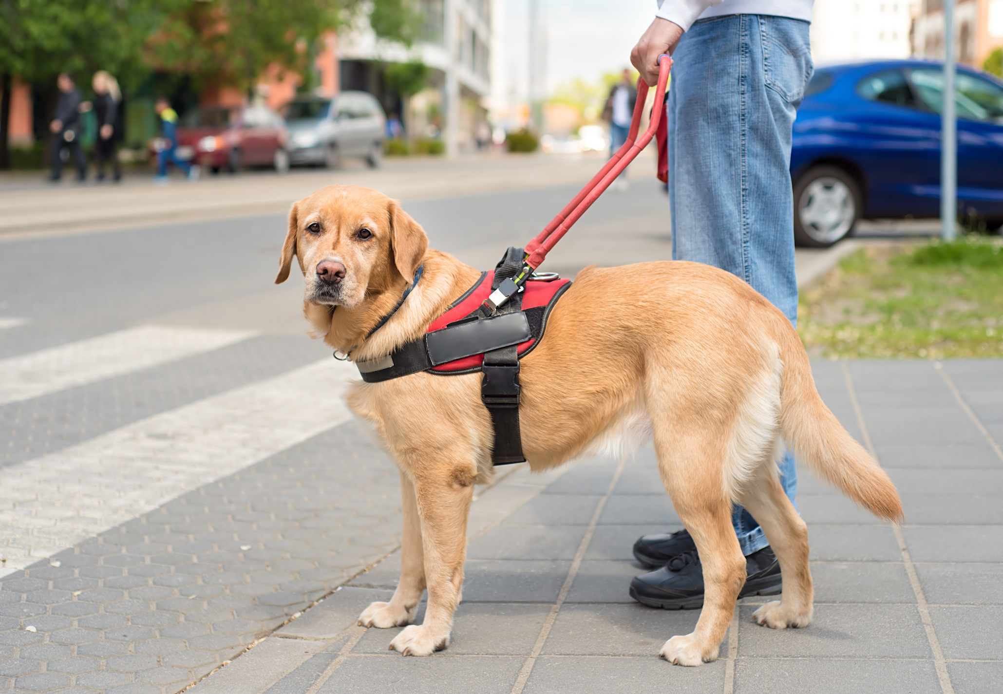 A closeup of a person holding the harness of a guide dog on the street.