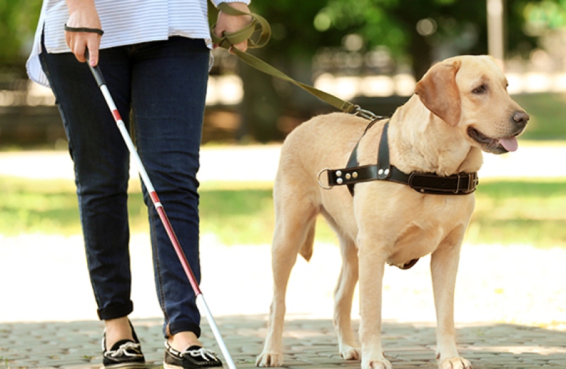 A guide dog and it's owner on a walk