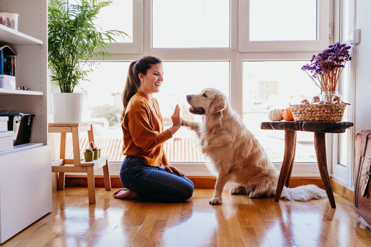 A dog and its owner