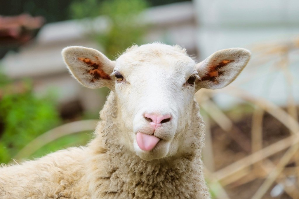 A goat sticking it's tongue out