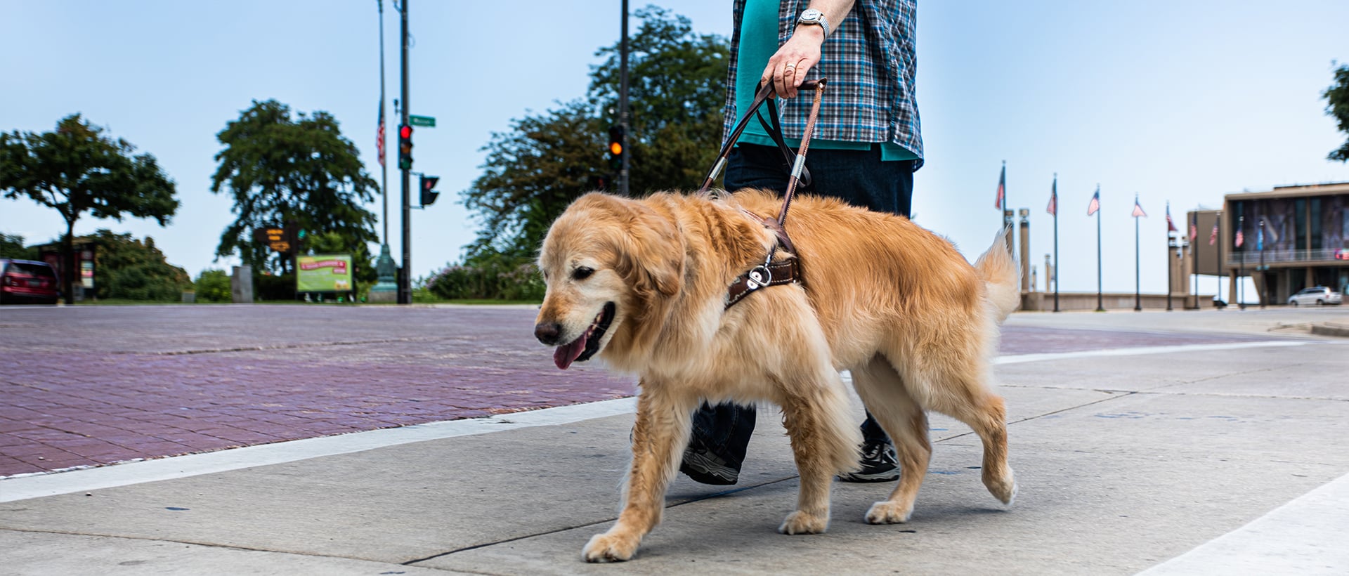 A guide dog and it's owner on a walk