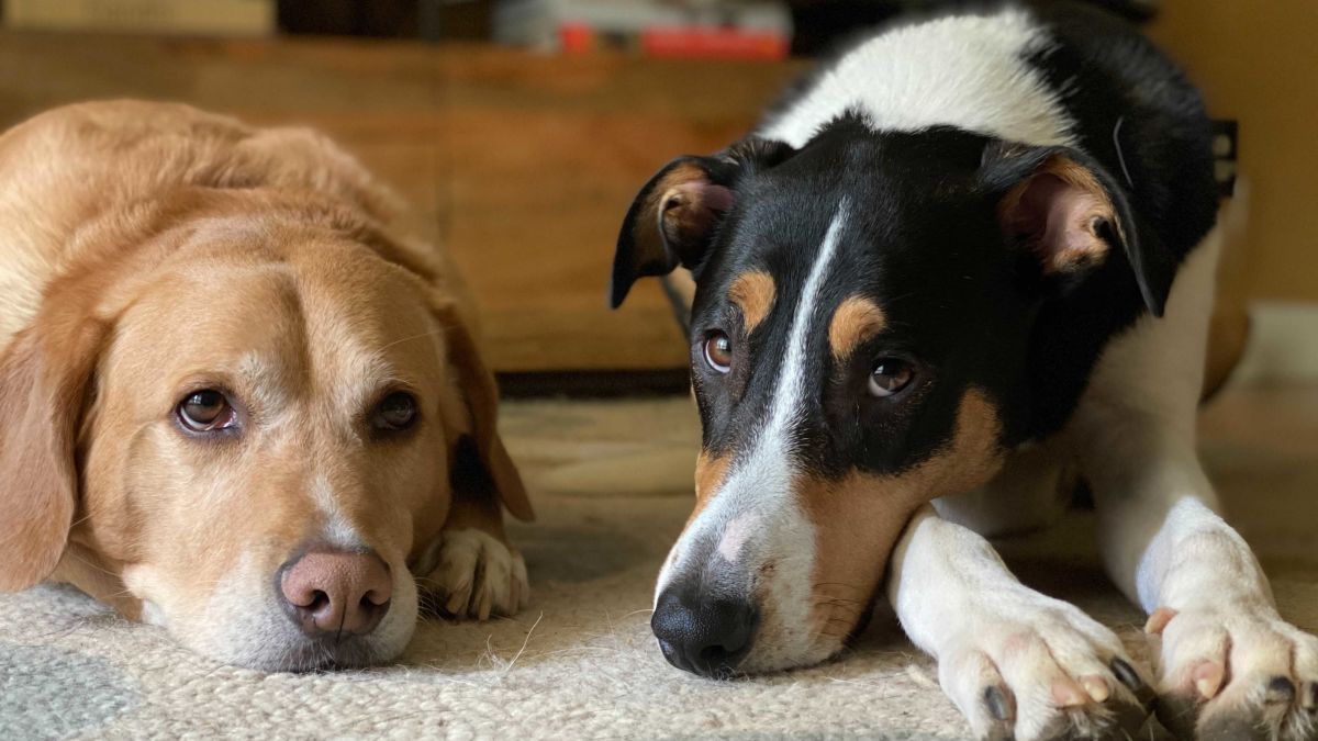 Two dogs sitting beside each other