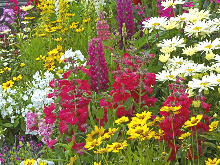 Summer flowers