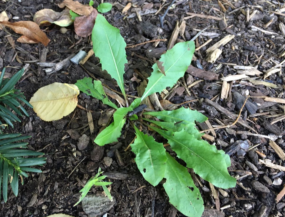 Garden weed
