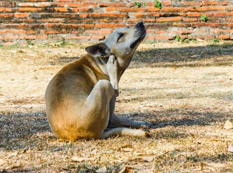 a dog sits curled on the ground using its feet to itch furiously behind the ear