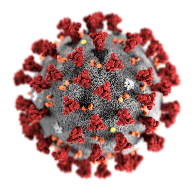 a single covid-19 virus