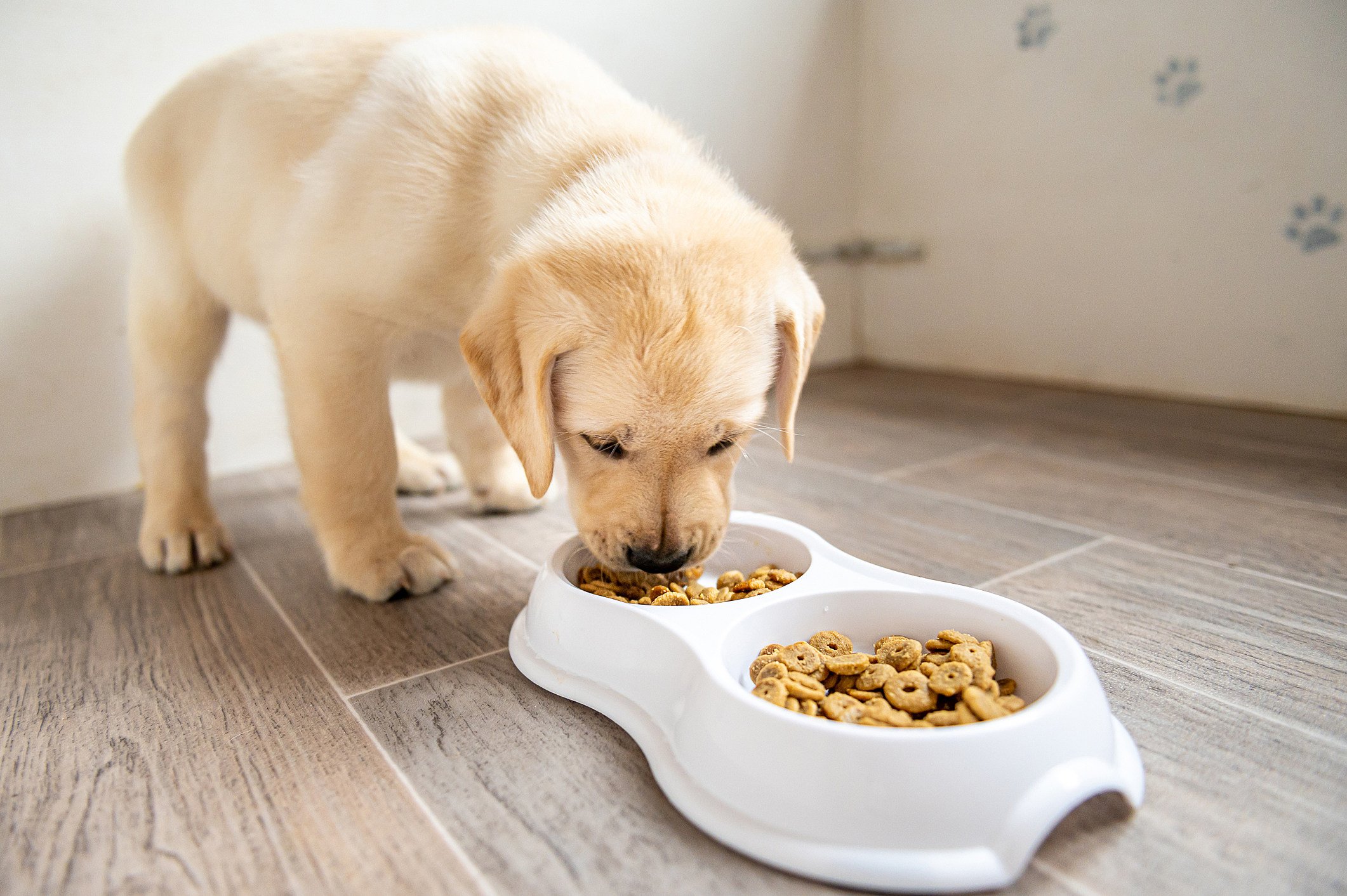 A puppy eating food