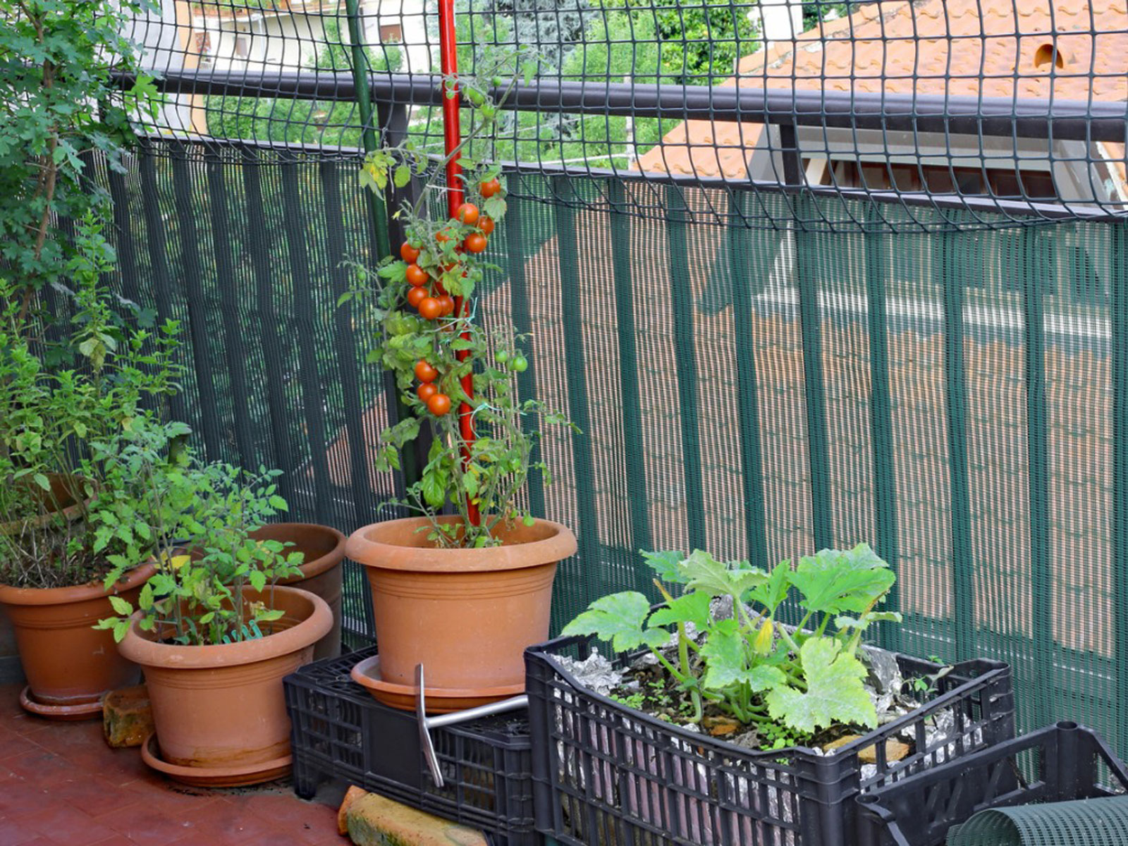 rows of various potted plants are posed against the railing of a balcony