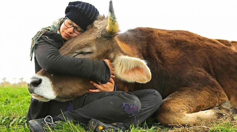 a cow calmly rests it's head, cradled in someone's arms with its eyes closed as they lay together in the grass