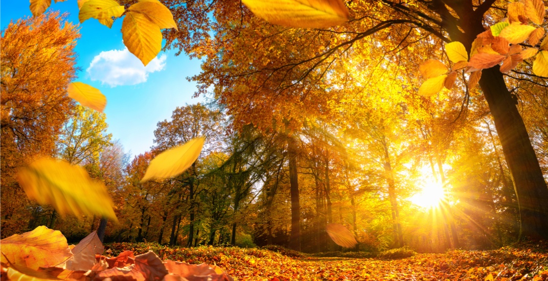 Trees changing colour in the Fall