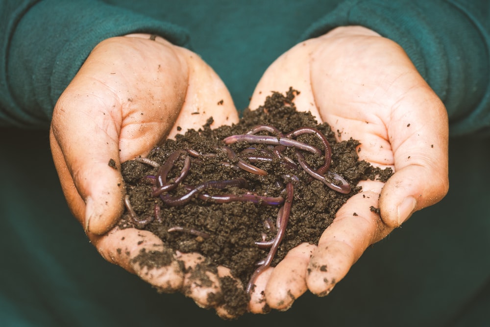 a superimposed image of two hands cradle a pile of soil with earthworms inside and around the soil
