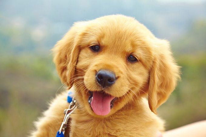Golden Retriever puppy