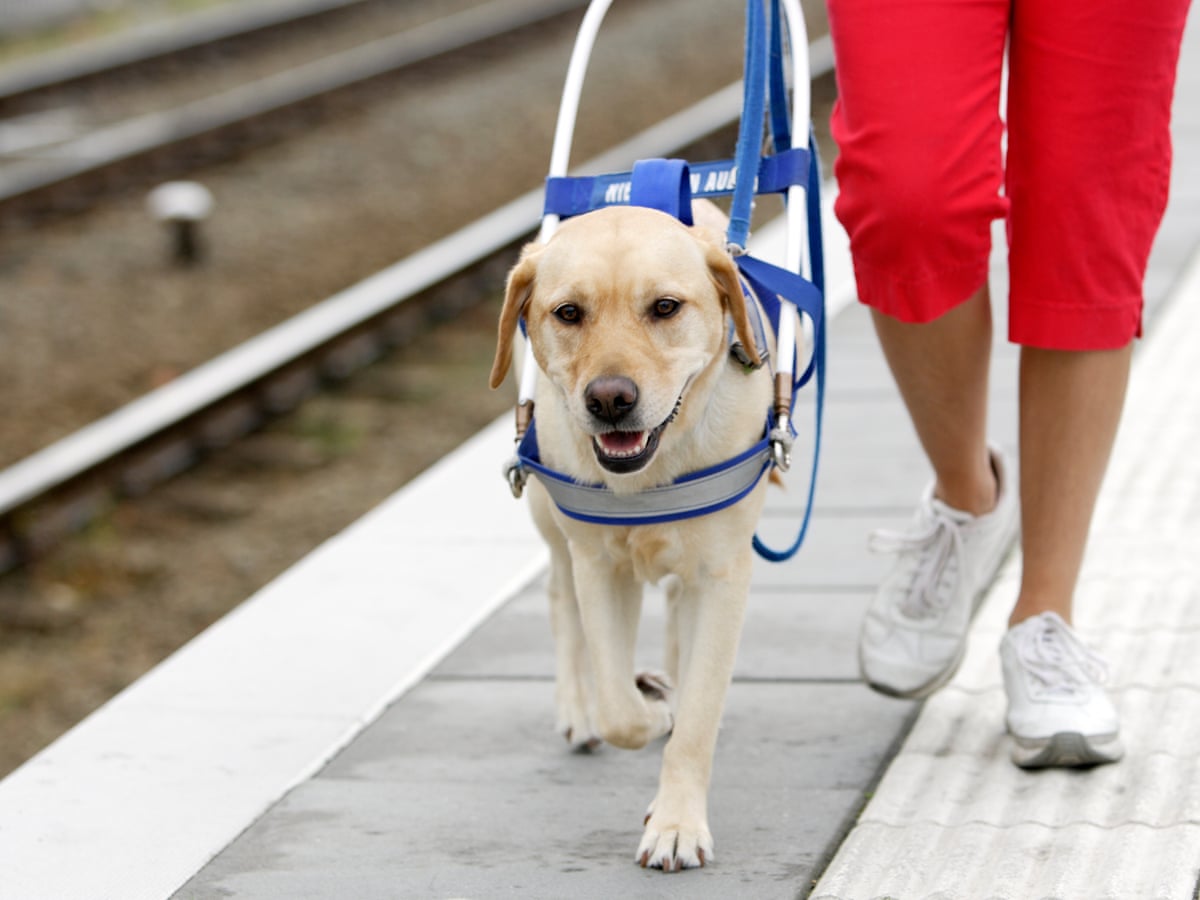 A guide dog and it's owner on a walk