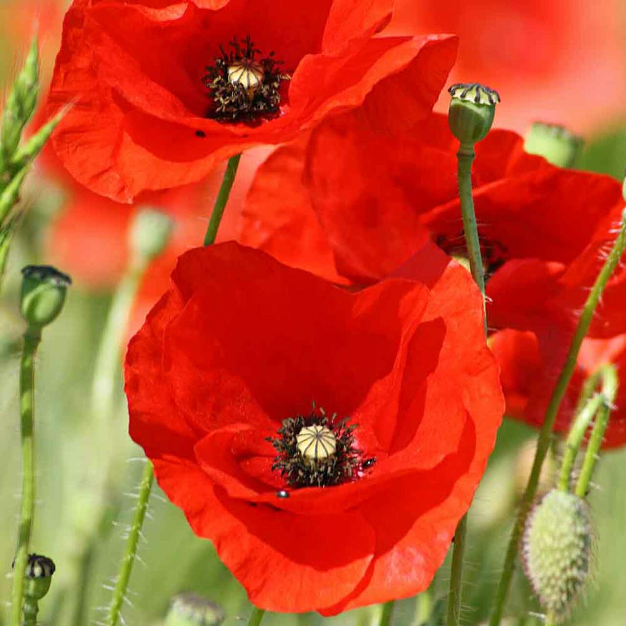 Poppies in a field