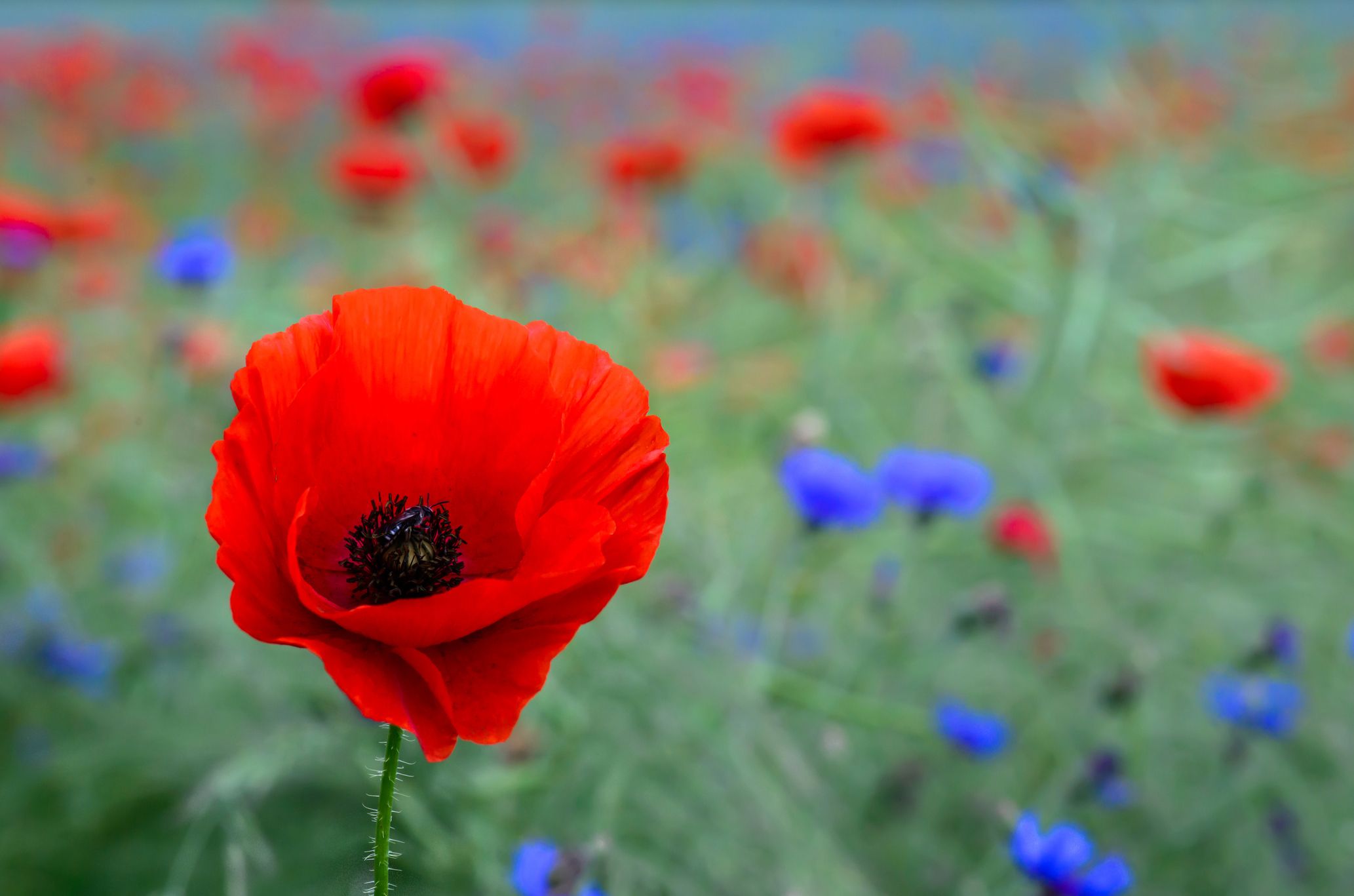 A poppy in a field