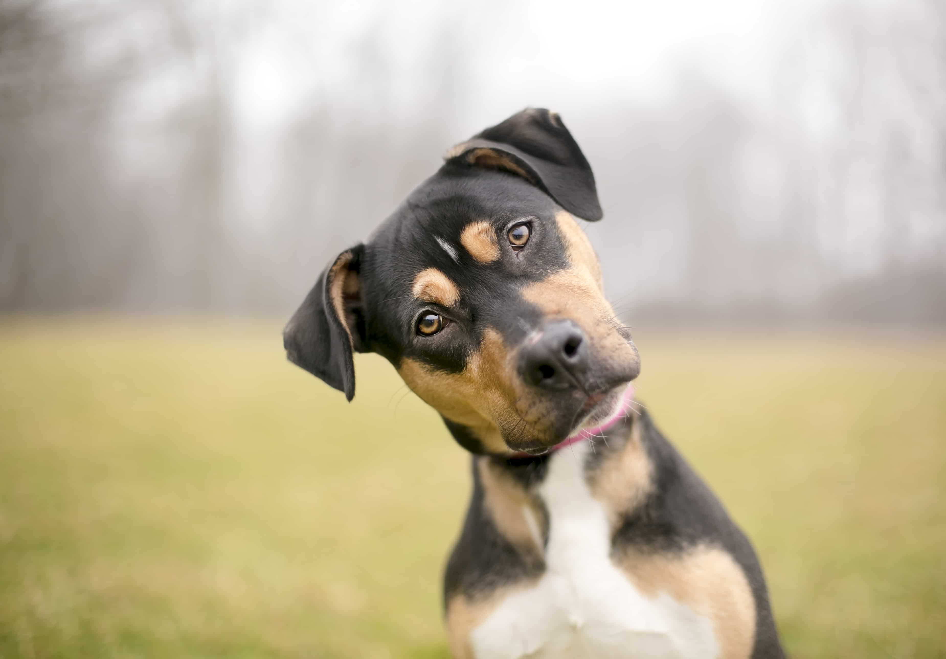 A dog in a park listening