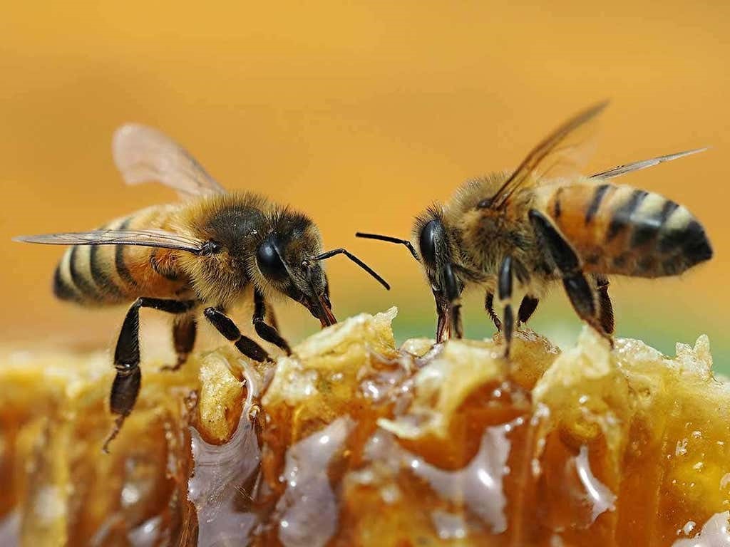 Two bees on a honeycomb