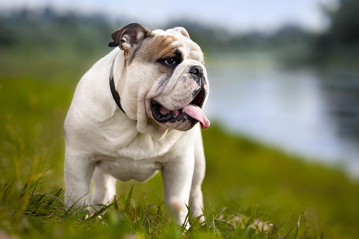 An English Bulldog
