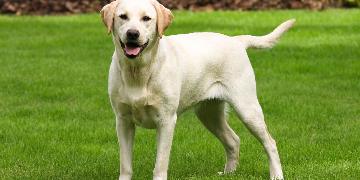 lab retriever standing in a field