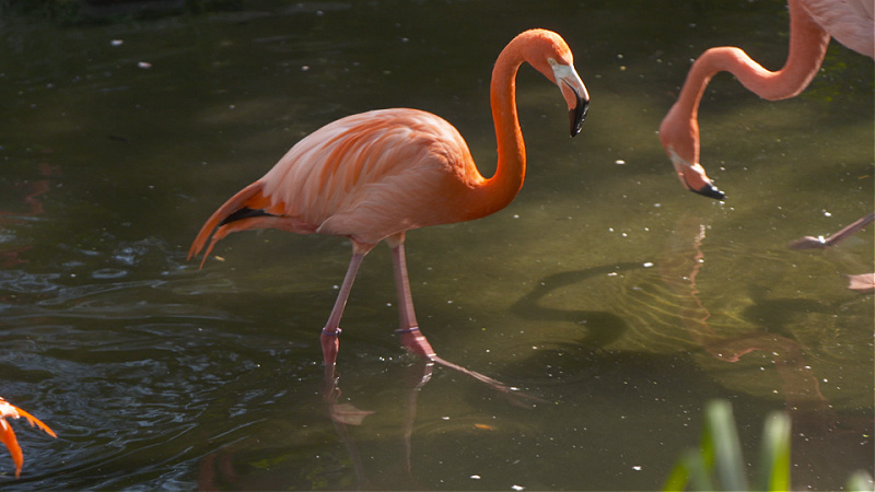 A pink flamingo stands in a shallow pool of water.