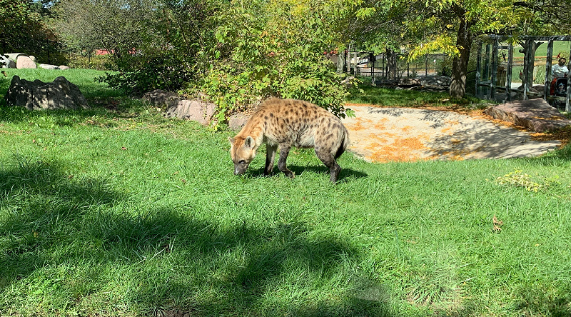 A hyena stands in a green field of grass.
