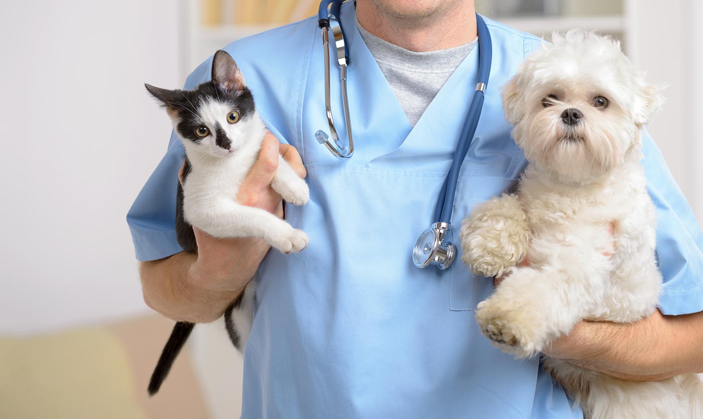 A cat and dog being held by a vet