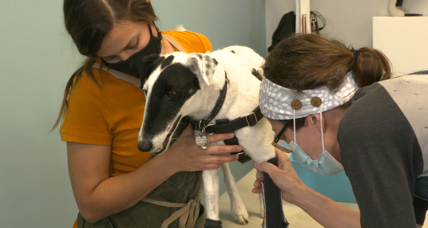 Janice Olynich and Christina Giordmaina put leg braces on a dog.