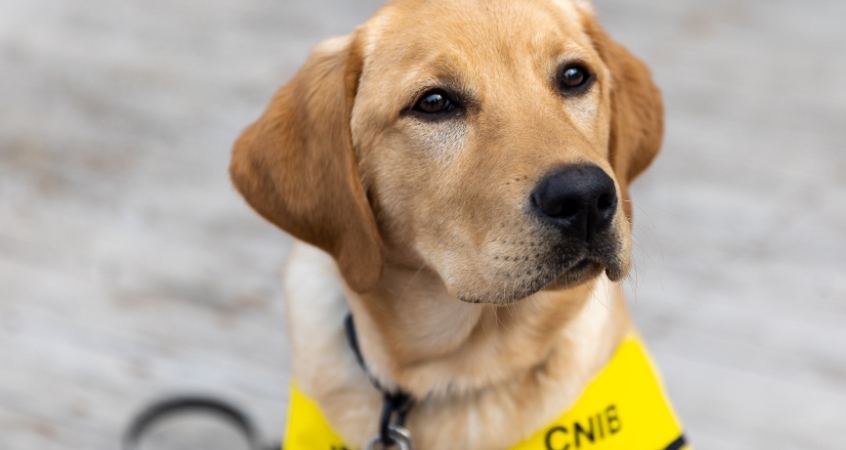 A golden Lab, wearing a CNIB bib, looks up.