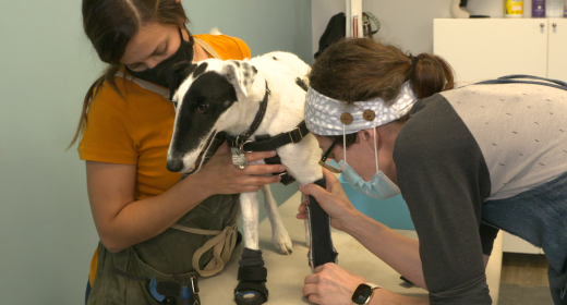 Janice Olynich and Christina Giordmaina put leg braces on a dog.